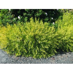 Vŕba sachalinská (Salix udensis) ´GOLDEN SUNSHINE®´ - výška 40-60 cm, kont. C5L 